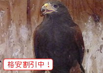 ハリスホーク